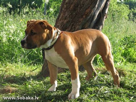 Американский стаффордширский терьер - Питомники собак на SOBAKA.LV
