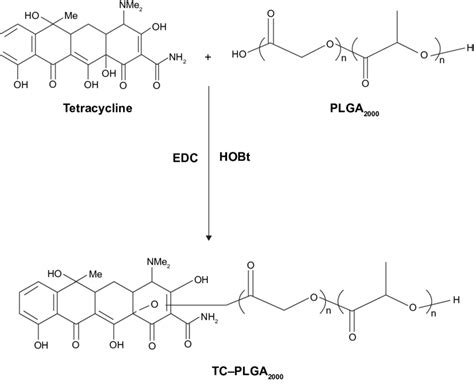 Synthesis Route Of Tc Plga 2000 Abbreviations Plga Download