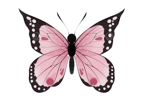 Butterfly Decoration Pink Translucent Translucent Wings Butterfly