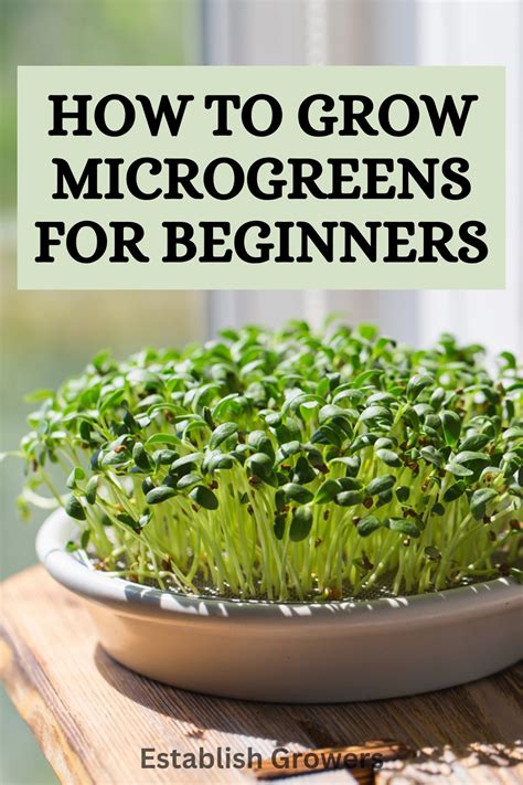 Top Microgreens For Beginners Artofit