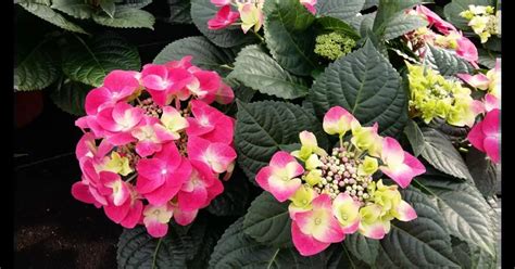 Hydrangea macrophylla 'Frisbee'® Hot Pink, Tellerhortensie 'Frisbee ...