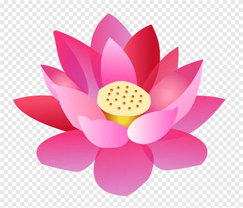 Nelumbo Nucifera Lotus Png Pngegg