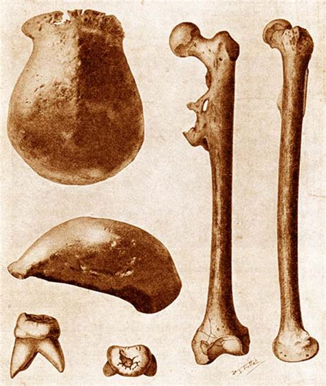 Java Man and the Discovery of the ‘Missing Link’ in Evolutionary Theory ...