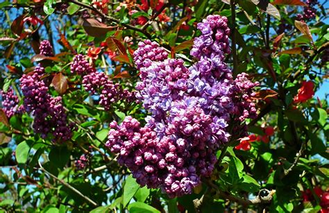 Lilac Flowers Spring Free Photo On Pixabay Pixabay