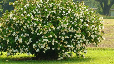 Planta De Gardenia Rosa