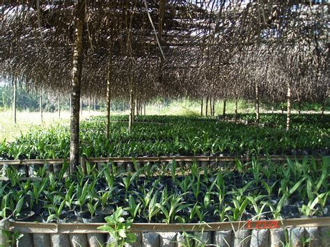 Teknik Pembibitan Kelapa Sawit Plantation