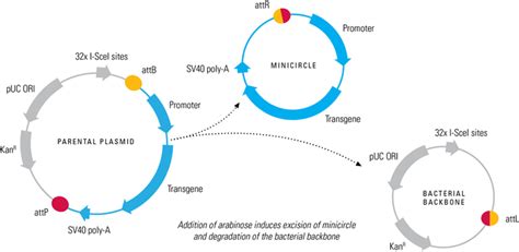 Cambridge Bioscience Episomal DNA Vectors Minicircles