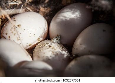 Wet Pussy Picture Images Stock Photos D Objects Vectors Shutterstock