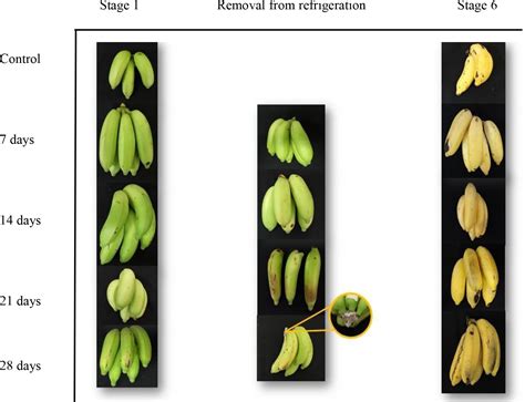 Scielo Brasil Extension Of The Shelf Life Of Brs Princesa Bananas