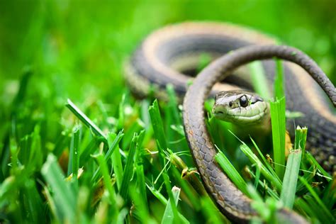 Green Garden Snake Fasci Garden