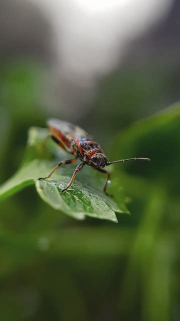 Macro Beetle Insect Free Photo On Pixabay Pixabay