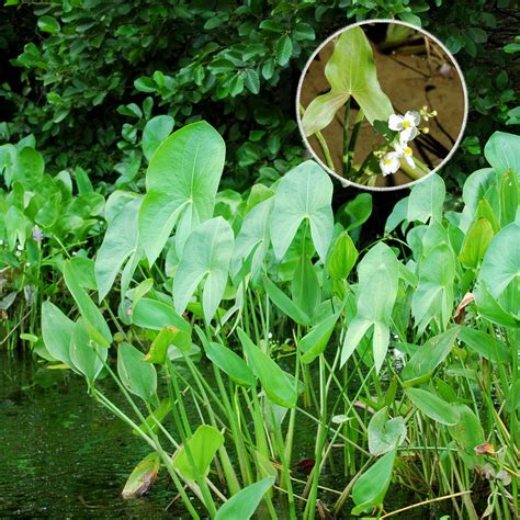 Algae And Weed Identification Clean Ponds Pond Lake Management