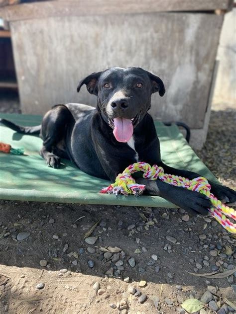 Dog For Adoption Baxter A Labrador Retriever Mix In Seattle Wa