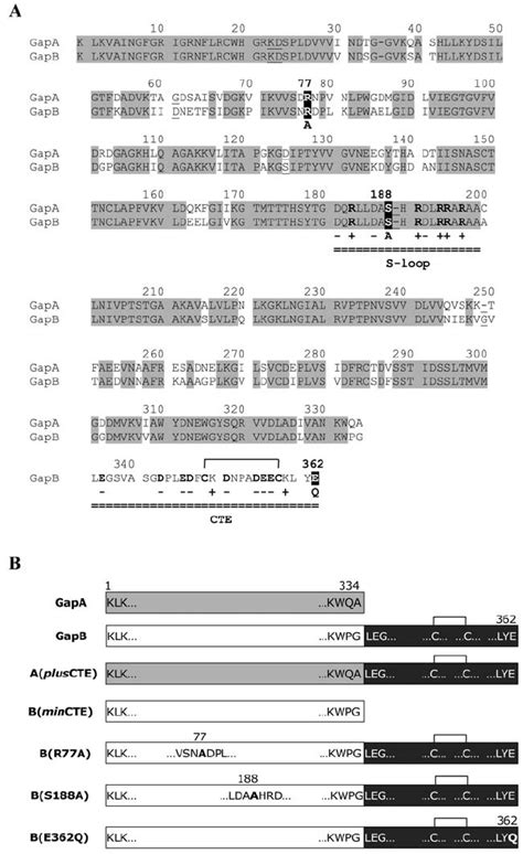 Amino Acid Sequence And Schematic Representation Of Wild Type And