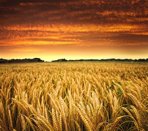 Wheat field during golden hour HD wallpaper | Wallpaper Flare