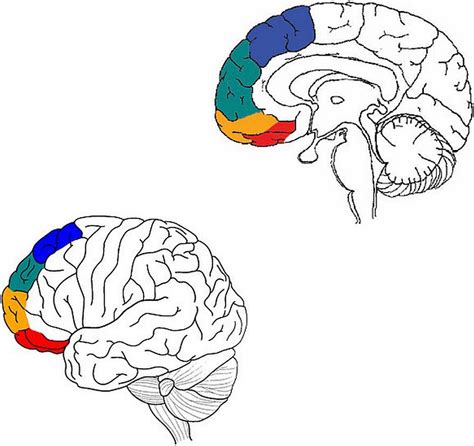 Frontiers The Amygdalainsulamedial Prefrontal Cortexlateral