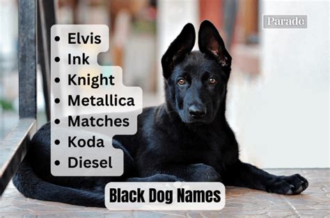 205 Black Dog Names (Male and Female) - Parade Pets