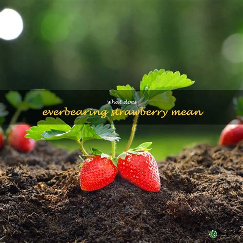 Understanding The Meaning Of Everbearing Strawberry Varieties | ShunCy