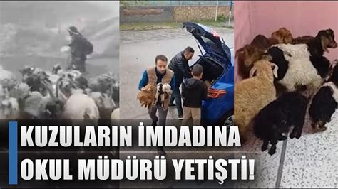 Karda Donan Kuzuların İmdadına Okul Müdürü Yetişti AGRO TV HABER