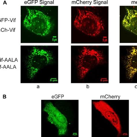 Localization Of EGFP And MCherry Vif Fusion Proteins HeLa Cells Were