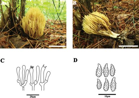 Three New Ramarioid Species Of Phaeoclavulina Gomphaceae Gomphales