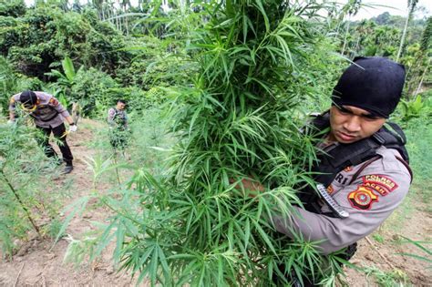 Pemusnahan Ladang Ganja Seluas Lima Hektar Di Aceh Utara Republika Online