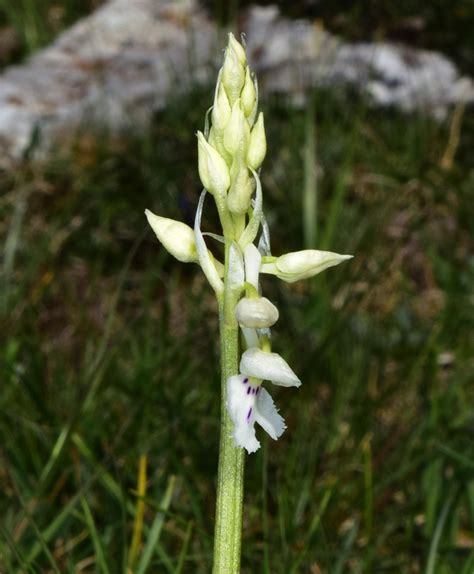 Orchis Mascula Subsp Speciosa Mutel Hegi Apocromica Orchidee