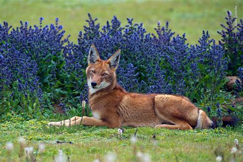 The People's Choice Award | Wildlife Photographer of the Year | Natural ...