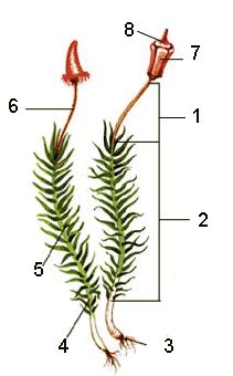 Actividad Estructura De Un Musgo