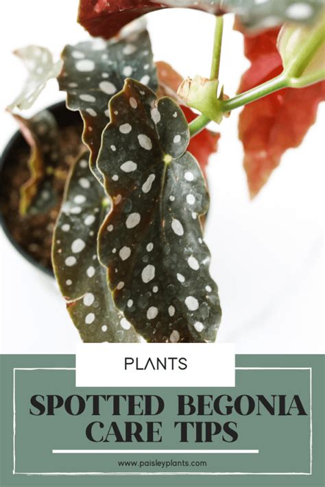 Begonia Maculata - Polka Dot Begonia Care - Paisley Plants