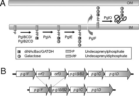 Genetic And Molecular Analyses Reveal An Evolutionary Trajectory For