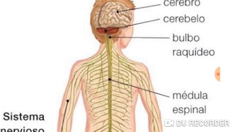 Coordinaci N Y Defensa Del Cuerpo Humano Tema De Bloque De