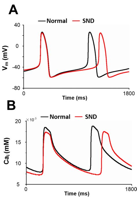 Comparison Of Action Potentials Vm A And Calcium Transients Cai B