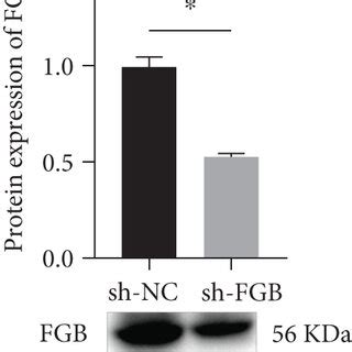 Knockdown Of Fgb Suppressed The Proliferation And Invasion Of Bc Cells