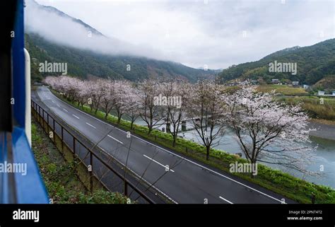 Cherry blossoms along the Shimanto River in Kochi Prefecture, Japan, seen from a train on the JR ...