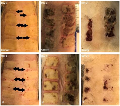 Macroscopic Views Of The Burned Lesions In Rats At Distinct Time Of