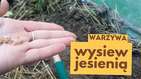 Wysiew warzyw jesienią Ozimy siew warzyw pietruszki marchwi kopru