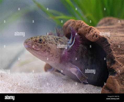 Axolotl Out Of Water