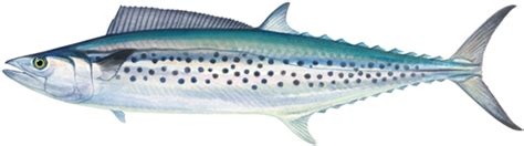 Mackerel Spotted Western Australian Recreational Fishing Rules