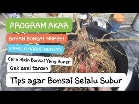 Ganti Media Tanam Potong Akar Cuci Akar Bahan Bonsai Murbei Morus