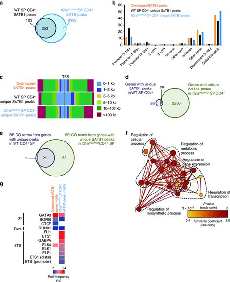 Ectopic DNA Binding Of SATB1 In SP CD4 Thymocytes Receiving Low IL 2