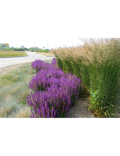 Trzcinnik Ostrokwiatowy Karl Foerster Calamagrostis Acutiflora Karl