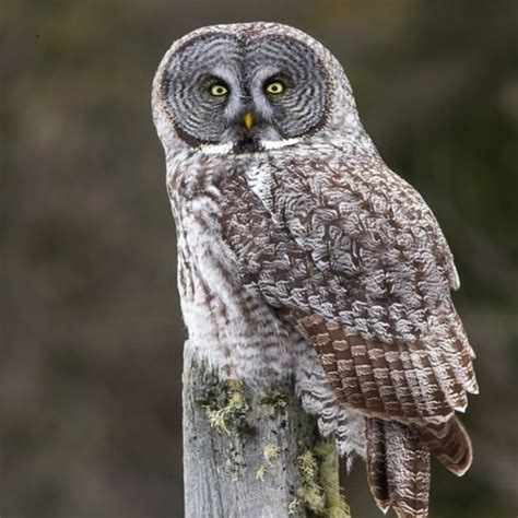 Strix Nebulosa Great Gray Owl USA Birds