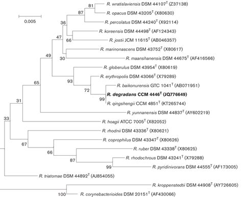 Unrooted Neighbour Joining Tree Based On 16s Rrna Gene Sequence