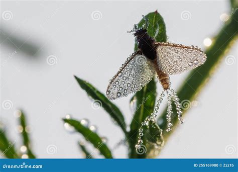 Imago of Ephemeroptera Mayfly Sits on Grass with Dew Drops on Wings ...