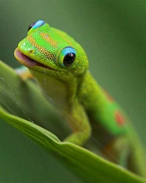 Pin by Eva on Cuentos | Cute reptiles, Reptiles and amphibians, Amphibians