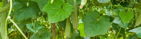 How To Grow Loofah Plants Harvest Your Own Natural Sponges