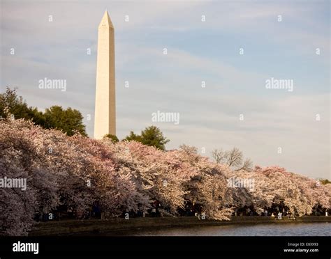 Washington Monument With Cherry Blossom Stock Photo Alamy