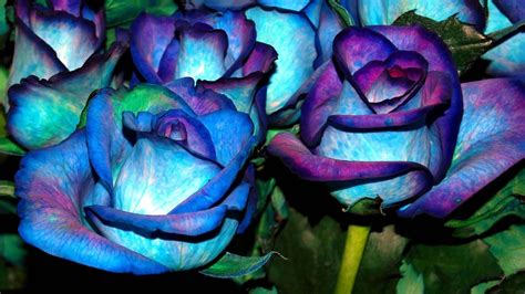 Blue And Purple Roses Wallpapers 4k Hd Blue And Purple Roses