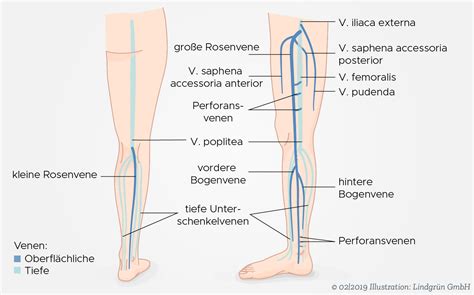 Aufbau Des Venensystems Deutsche Gesellschaft F R Phlebologie Und